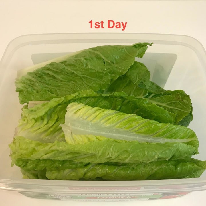 Reviewer image of day 1 lettuce in food container