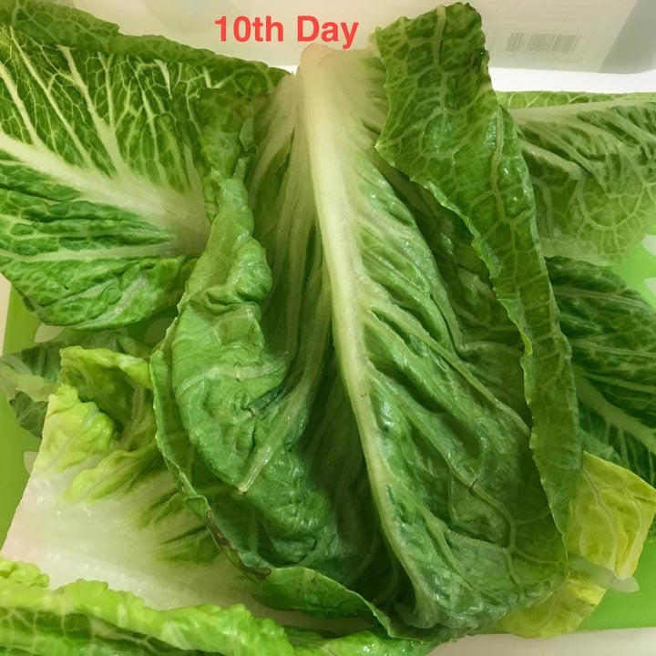 Reviewer image of day 10 lettuce in food container