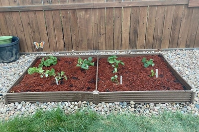 two square garden beds full of seedlings and mulch