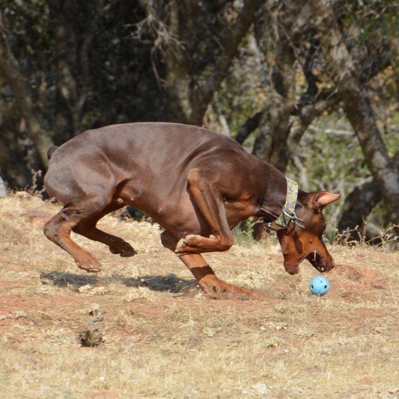 The ball, which is medium-sized and has holes in it to create a whistling sound