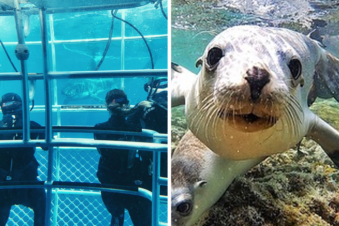 Side by side image showing people cage diving with sharks and a sea lion