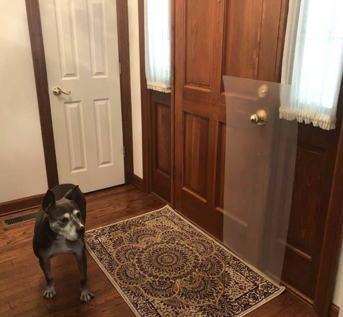 A dog standing next to a door with a scratch shield on the front door