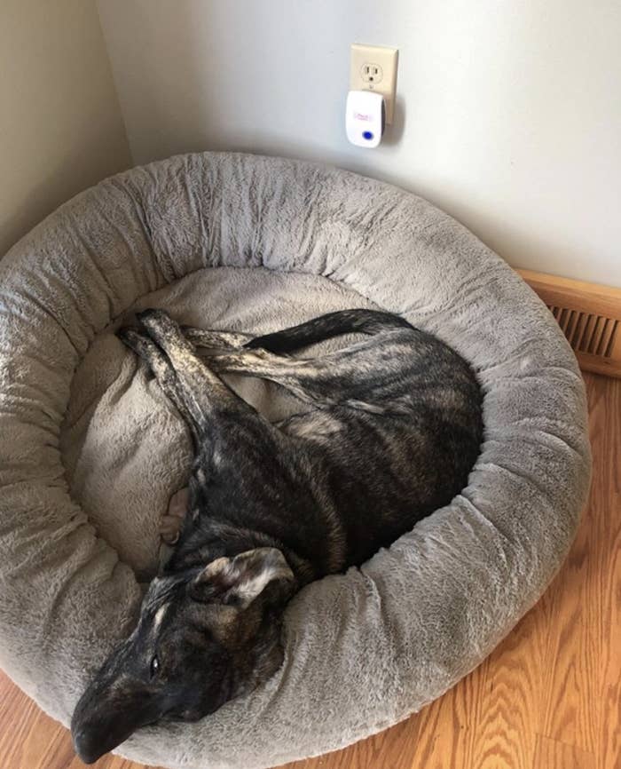 A dog lounging on a pet bed next to a pest repellent plugged into the wall
