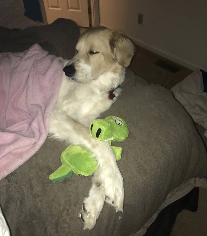 A dog cuddling with an alligator dog plush toy