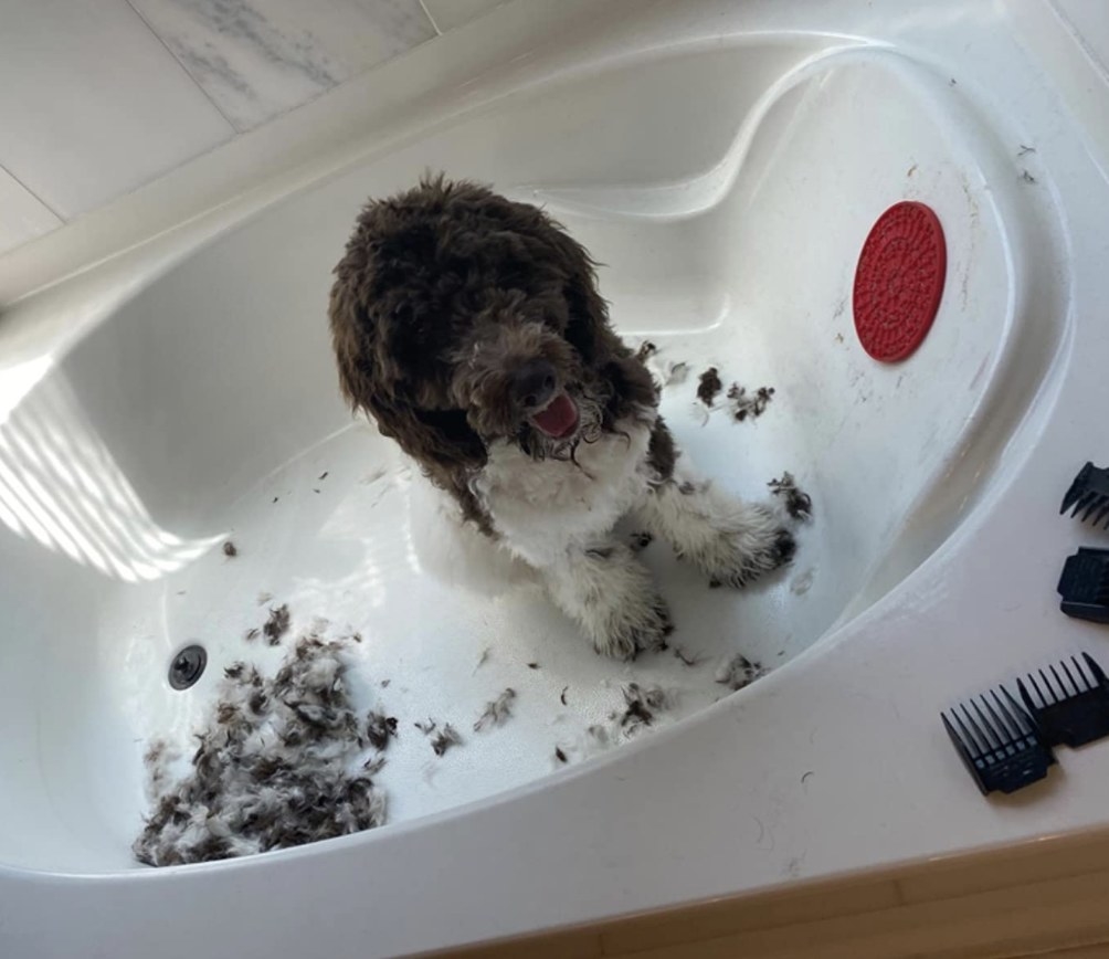 A dog sitting in a bathtub after being groomed next to a clickable mat suctioned to the tub