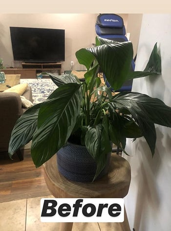 Reviewer image of droopy plant before use of food spikes