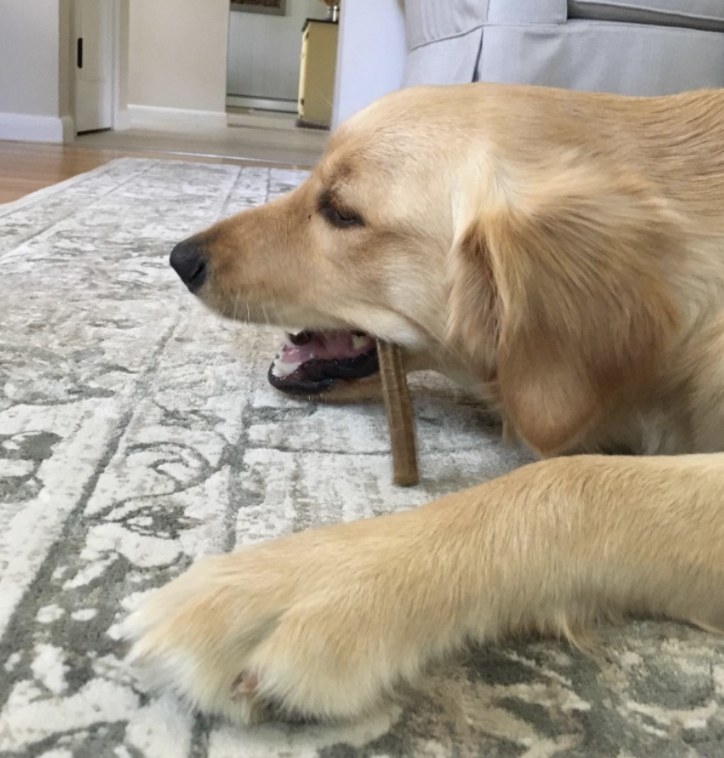 A dog chewing a dental treat on a rug