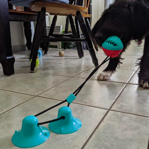 Reviewer's dog pulling textured ball attached by rope to two suction cup pads on kitchen floor 