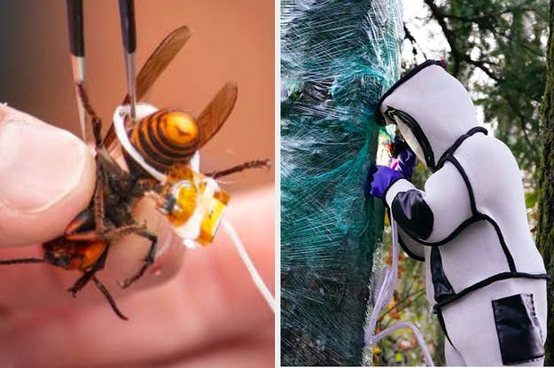 Murder Hornets Tweets That Will Help You Laugh Through The Terror Murder Hornets Tweets That Will Help You Laugh Through The Terror