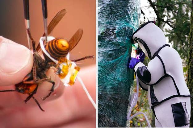 Murder Hornets Tweets That Will Help You Laugh Through The Terror