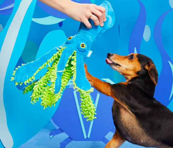Dog playing with squid shaped squeaker toy with fuzzy tentacles 