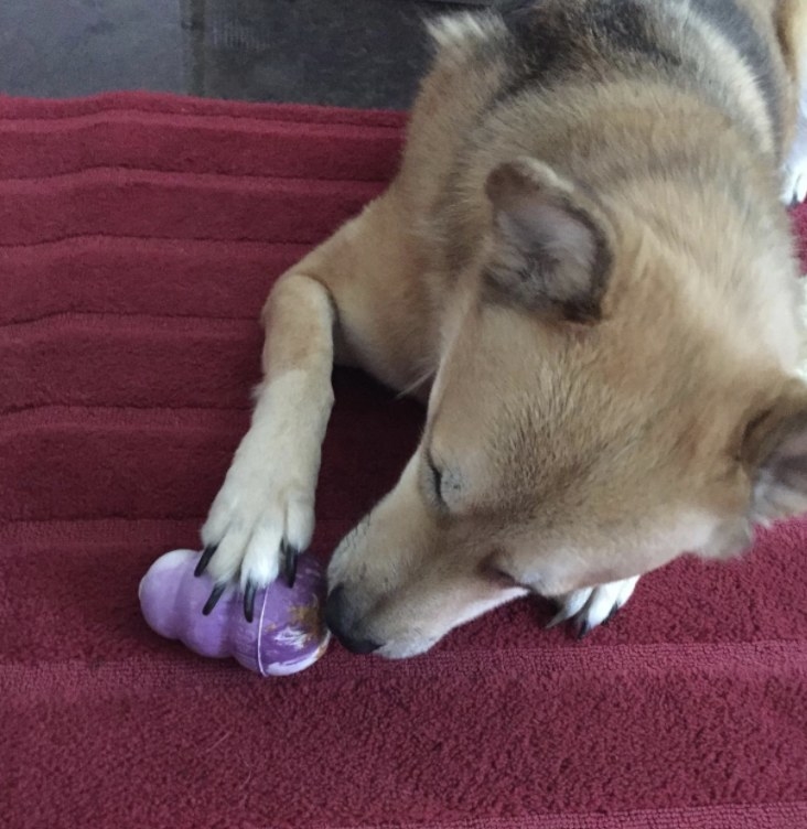 A dog is licking peanut butter out of a purple Kong