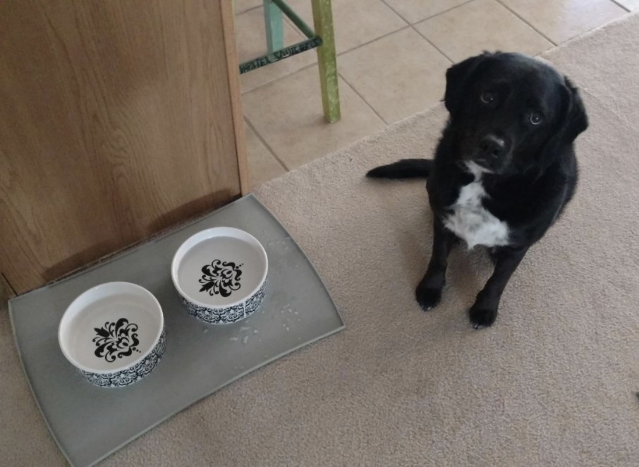 A dog sits next to their bowl of water on top of a waterproof mat
