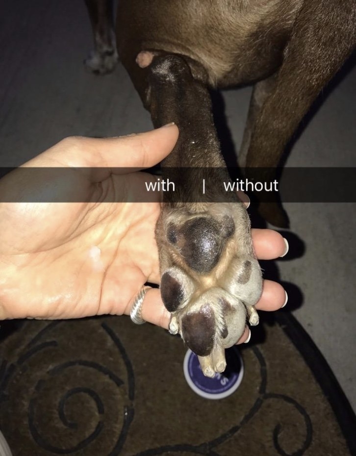 Person is holding a dog&#x27;s paw with half the pad moisturized with the paw wax and the other side not.