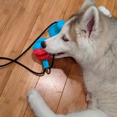 Reviewer's dog laying beside toy biting on ball 