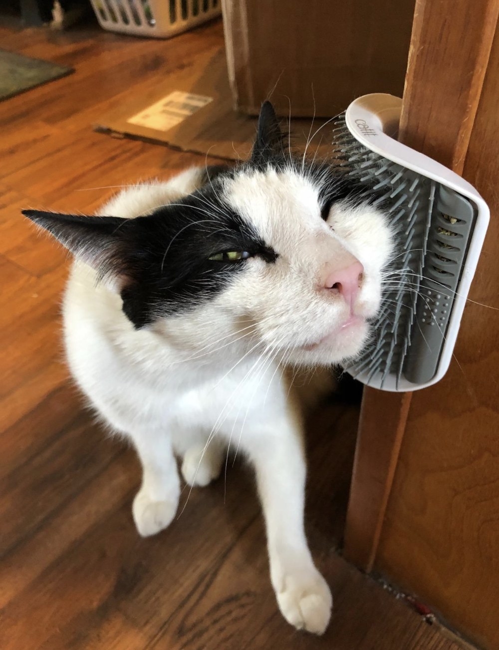 a black and white cat rubbing its face on a catit grooming toy that adheres to any corner