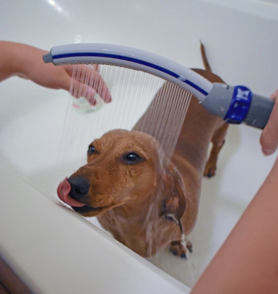 A dog is licking their nose while getting sprayed with a shower attachment in a tub