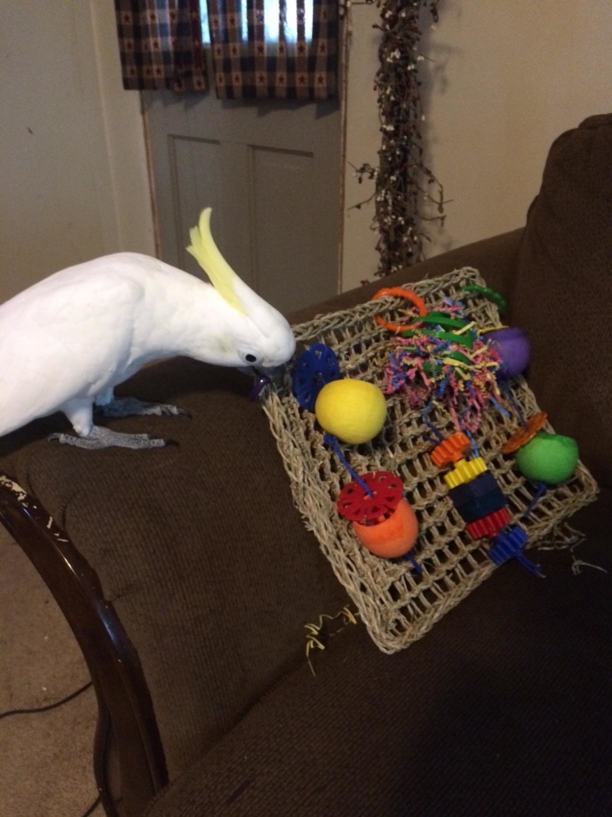 A cockatoo playing with the play mat, which is made of woven sea grass, and has cups, beads, and confetti paper hanging from it