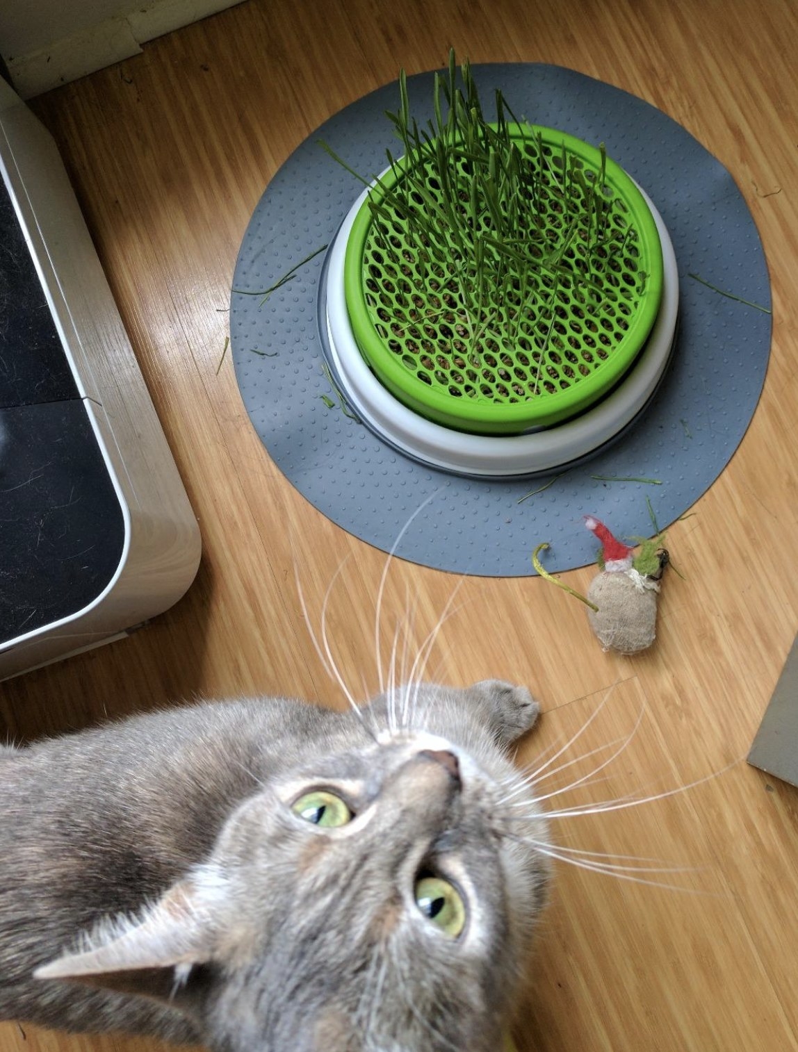 a grey cat standing next to a cat grass planter