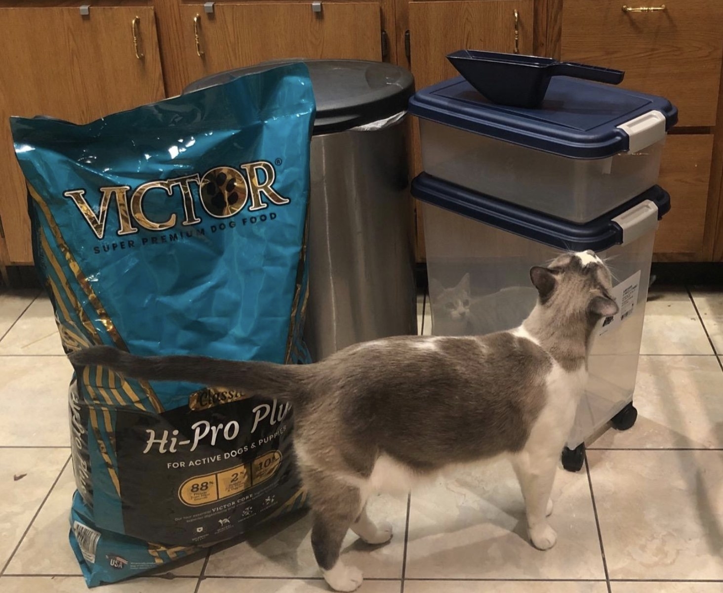 a cat infront of a blue and transluscent double-tiered plastic cat food container, a bag of dry food, and a trash can for size comparison