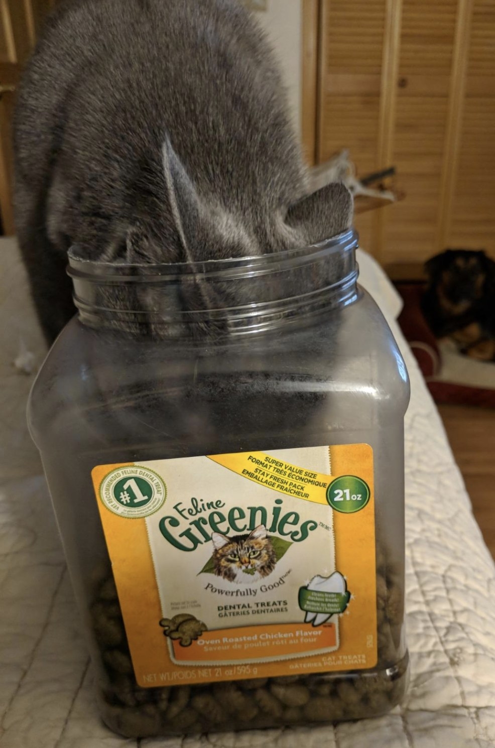 a grey cat with its head inside of a tub of greenies treats.