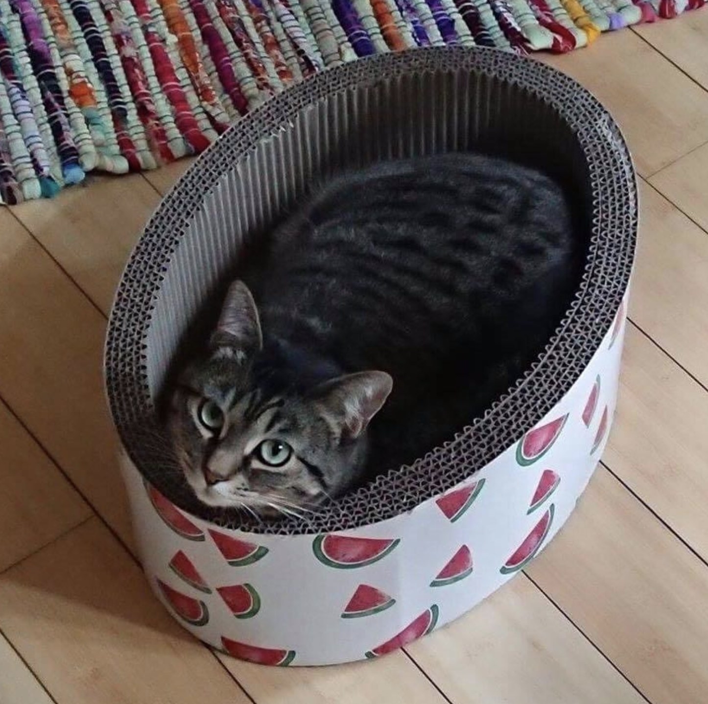 a striped cat inside a cat scratcher pad in the shape of an oval cat bed with walls. One the outside of the scratcher is an assortment of watermelon drawings on a white background