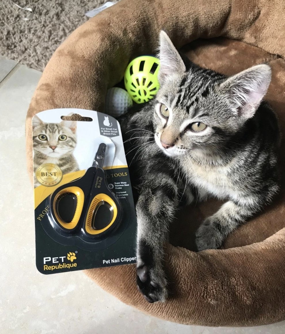 29 Amazon Cat Products Under 50 You'll Use Constantly