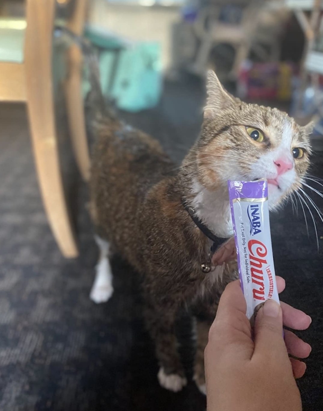 a brown and white cat licking a clickable treat