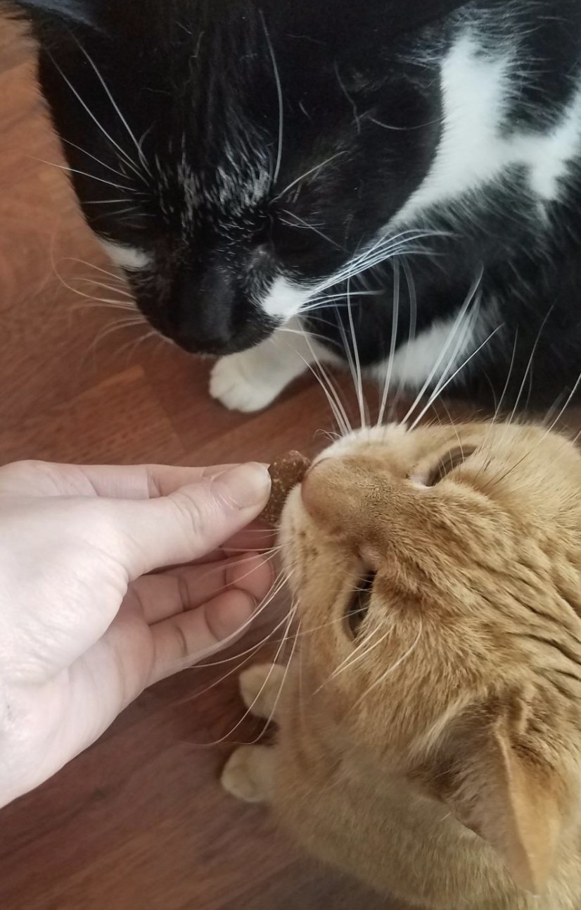 an orange cat and a black and white cat eating a treat from their owners hand