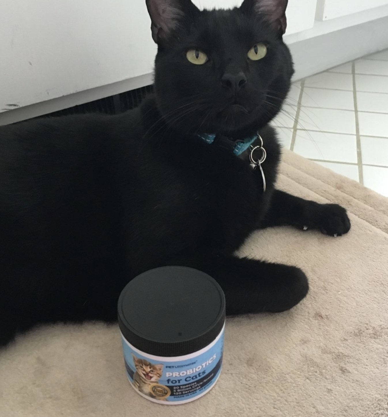 a blue and black probiotic tub in front of a black cat