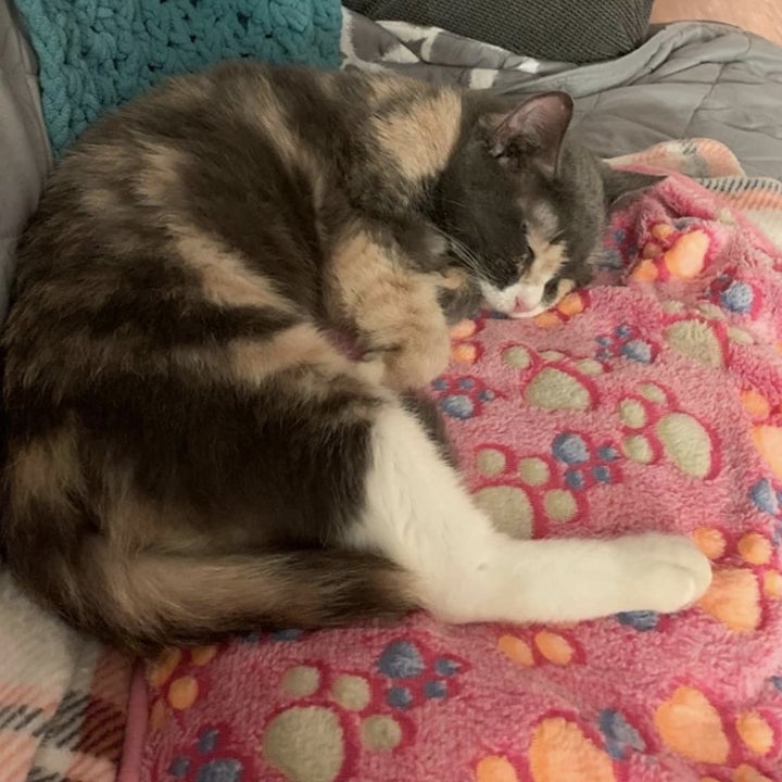 a cat sleeping on a fleece blanket