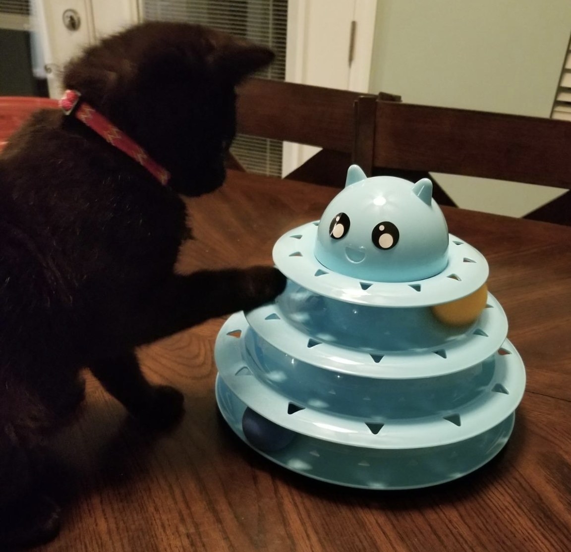 a black kitten playing with a cyan triple-tiered roller toy