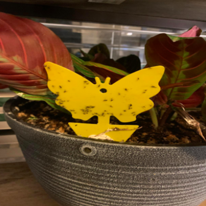 reviewer pic of fruit fly trap in shape of a butterfly in a plant
