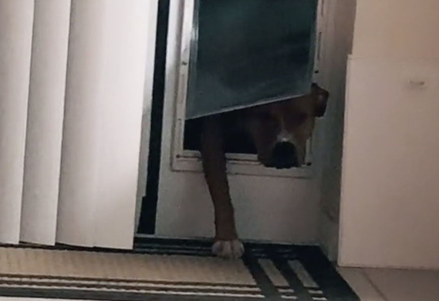 A dog who is sneakily walking through their dog door