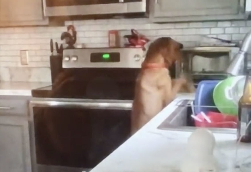 Security footage shows a dog opening a toaster oven in a kitchen 