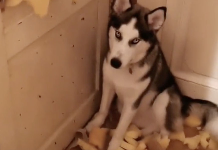A black and white dog sits in a pile of debris from a door he chewed up