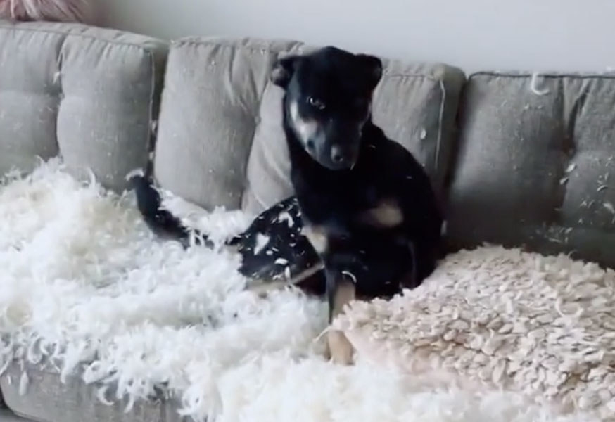 A black dog sits on a couch surrounded by a million feathers