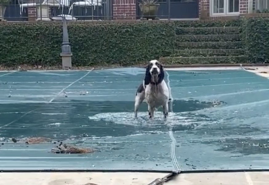 A black and white dog plays on top of a pool cover