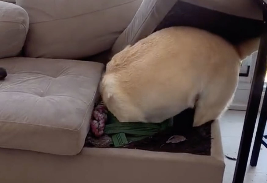 A dog sits his butt out of a couch seat cushion