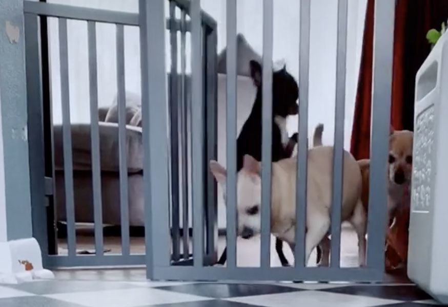 Three dogs attempt to open a gate together 