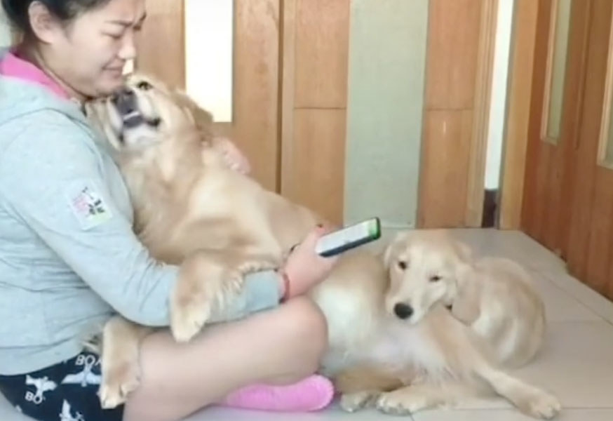 A dog sits in his owner&#x27;s lap with another dog leaning on him