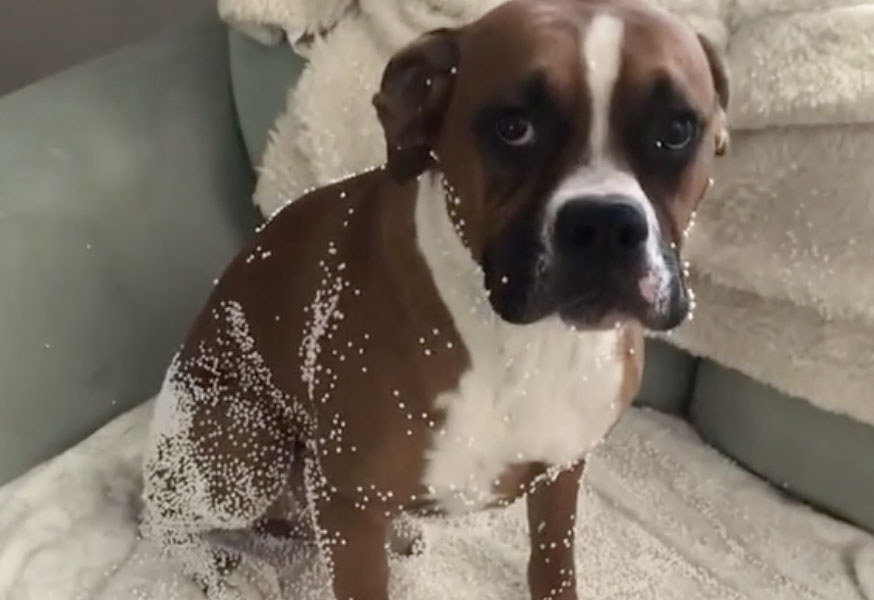 A brown and white dog sits covered with material from the inside of a couch
