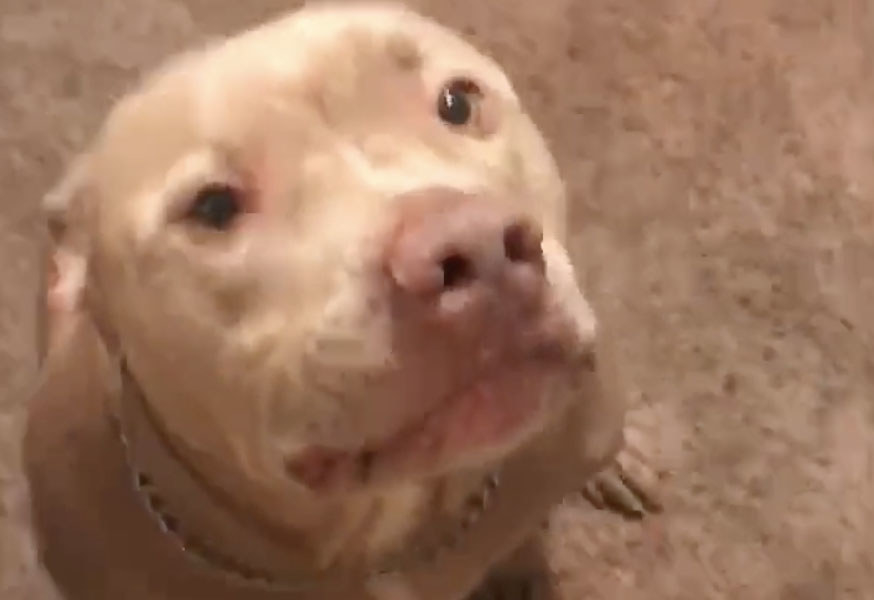 A beige dog looks at the camera with a guilty smile