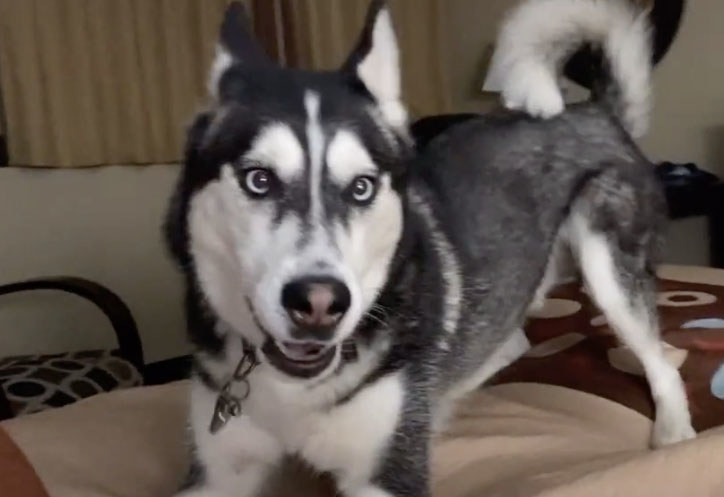 A black and white dog playfully stares at the camera 