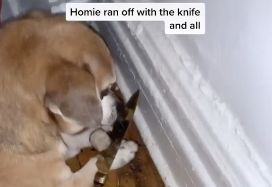 A dog holds onto a knife