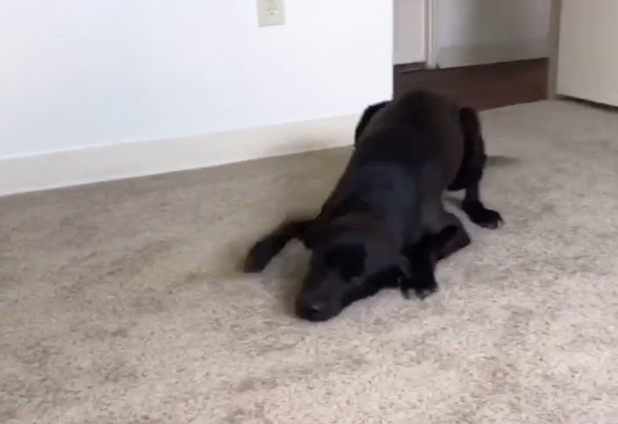 A black dog slithers across the floor