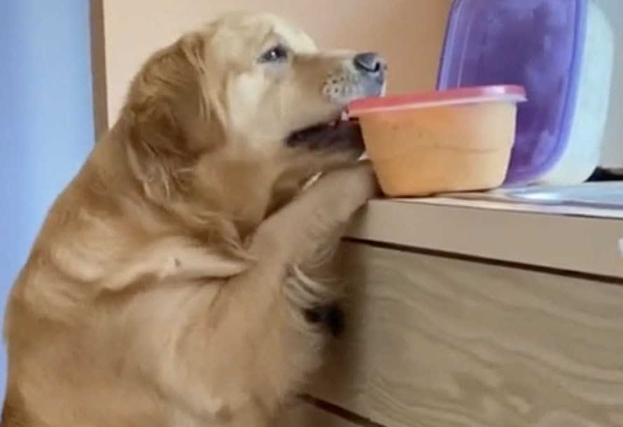 TikTok Dogs On The Naughty List