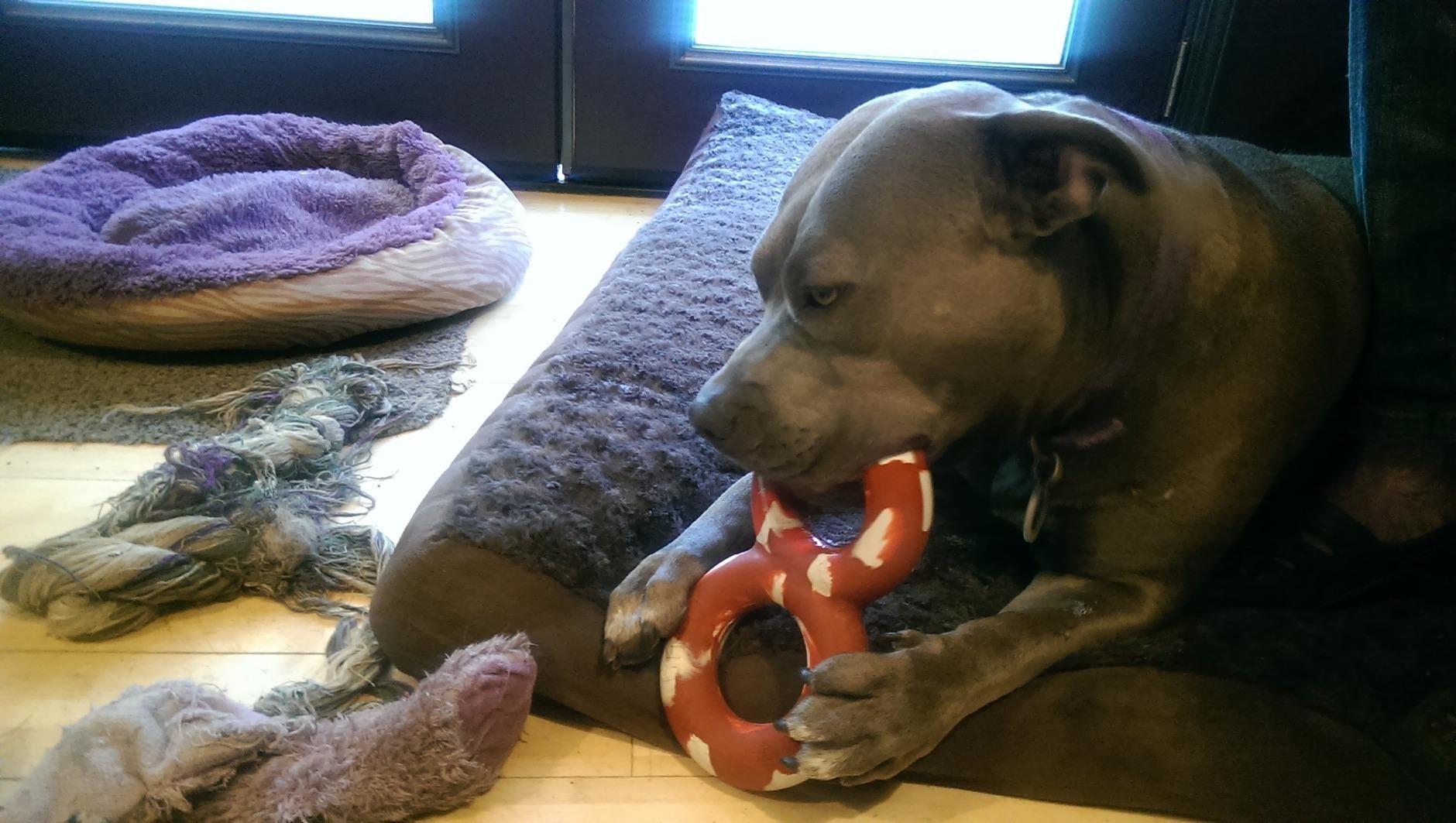 A pit bull chewing on the toy, which has a figure-8 shape