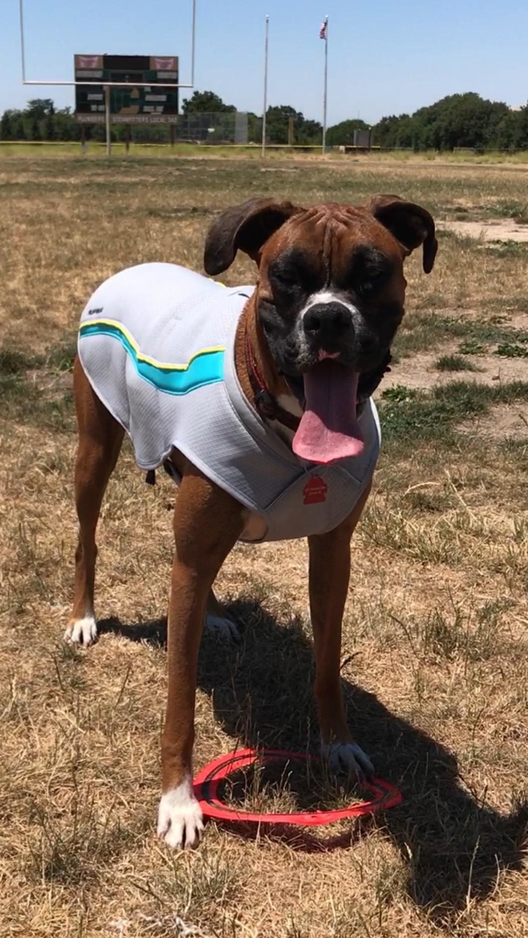 A dog in the vest, which is light colored and covers the whole back and stomach, the way a shirt would
