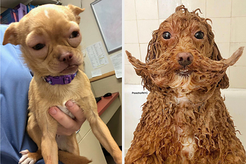 A dog swollen from eating peanut butter and a dog with wet fur that almost forms a mustache